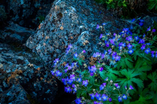 Wildflowers and Rock, Iceland