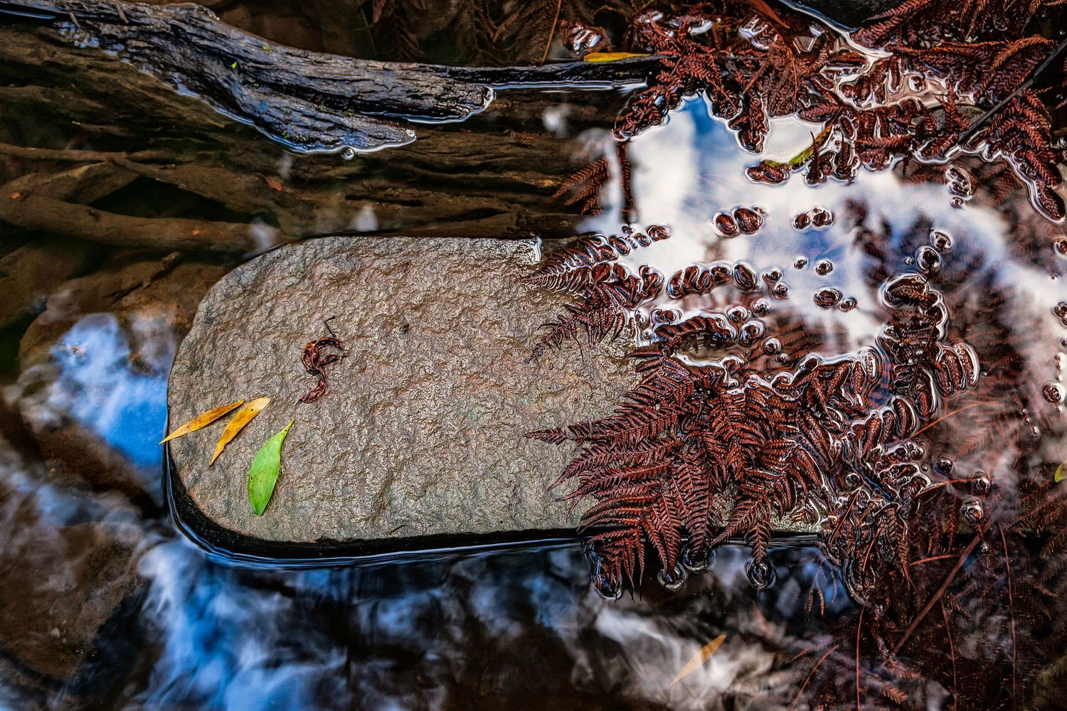 A detail of ferns and leaves on a rock near the base of Erskine Falls near Lorne in the Great Otway National Park .