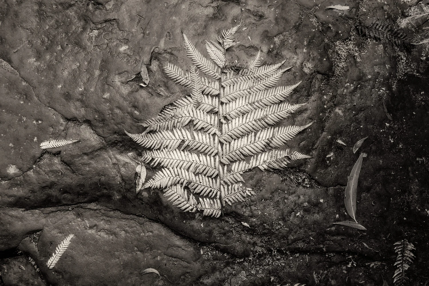 A lovely, silvery detail of a fern , rendered into black and white, near the base of the Erskine Falls in the Great Otway National Park near Lorne, Australia.