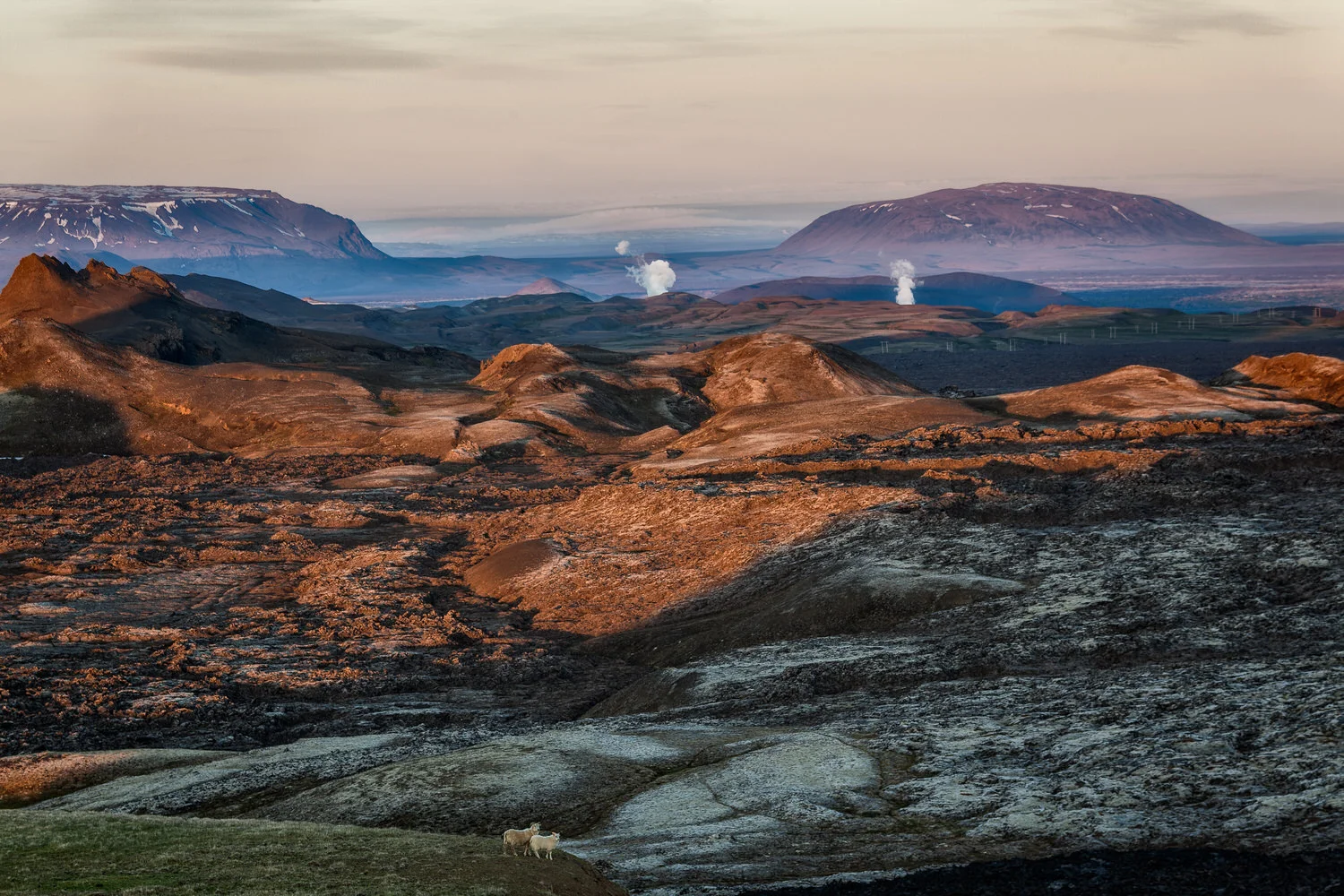 Sheep overlooking a view of ash and fumes at the Leirhnjukur Lava Fields in the Krafla vocanic area near Myvatn in Northern Iceland .