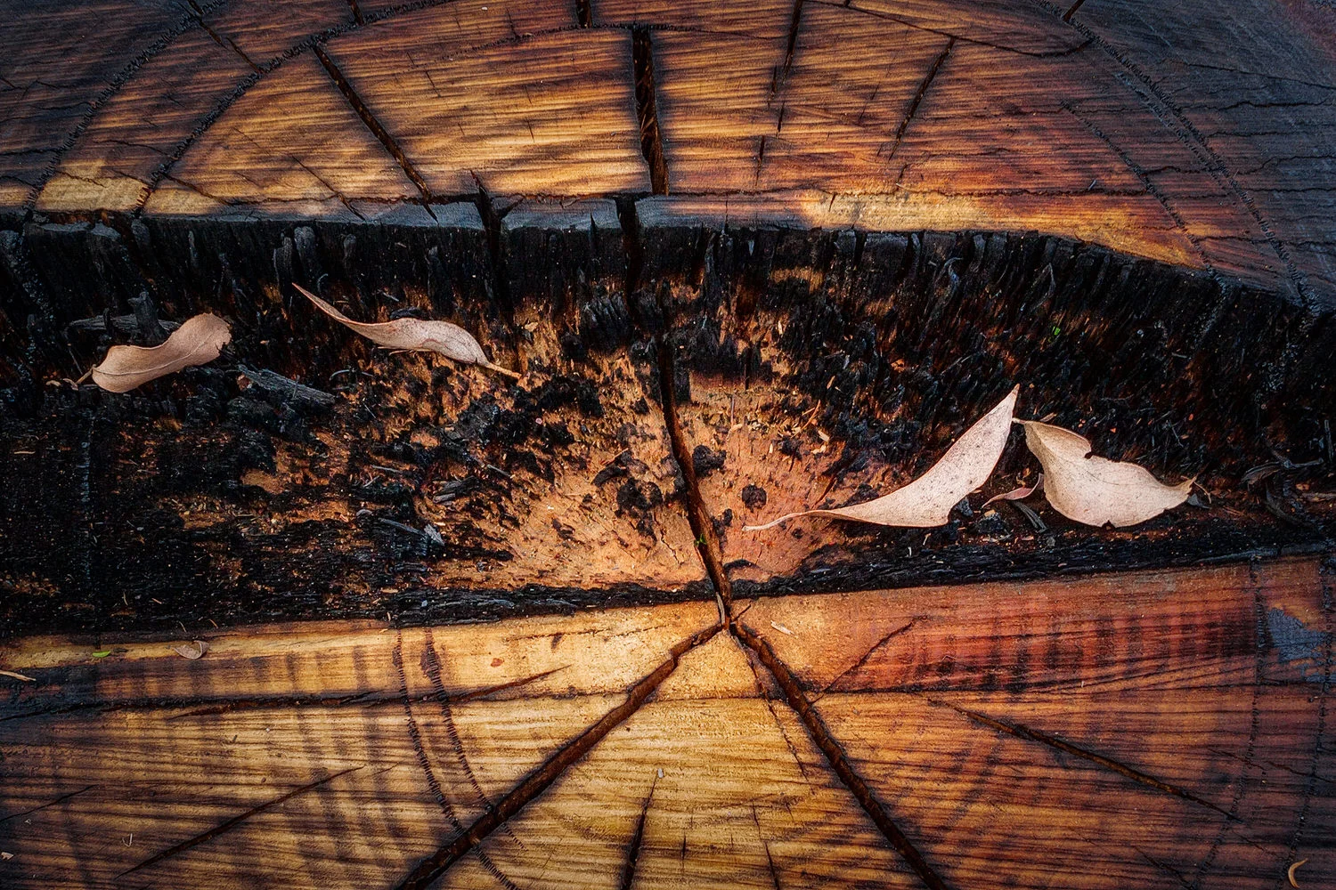 A close up image of a tree stump and leaves on the Lighthouse Walk after a fire at Wilsons Promontory National Park , Australia.