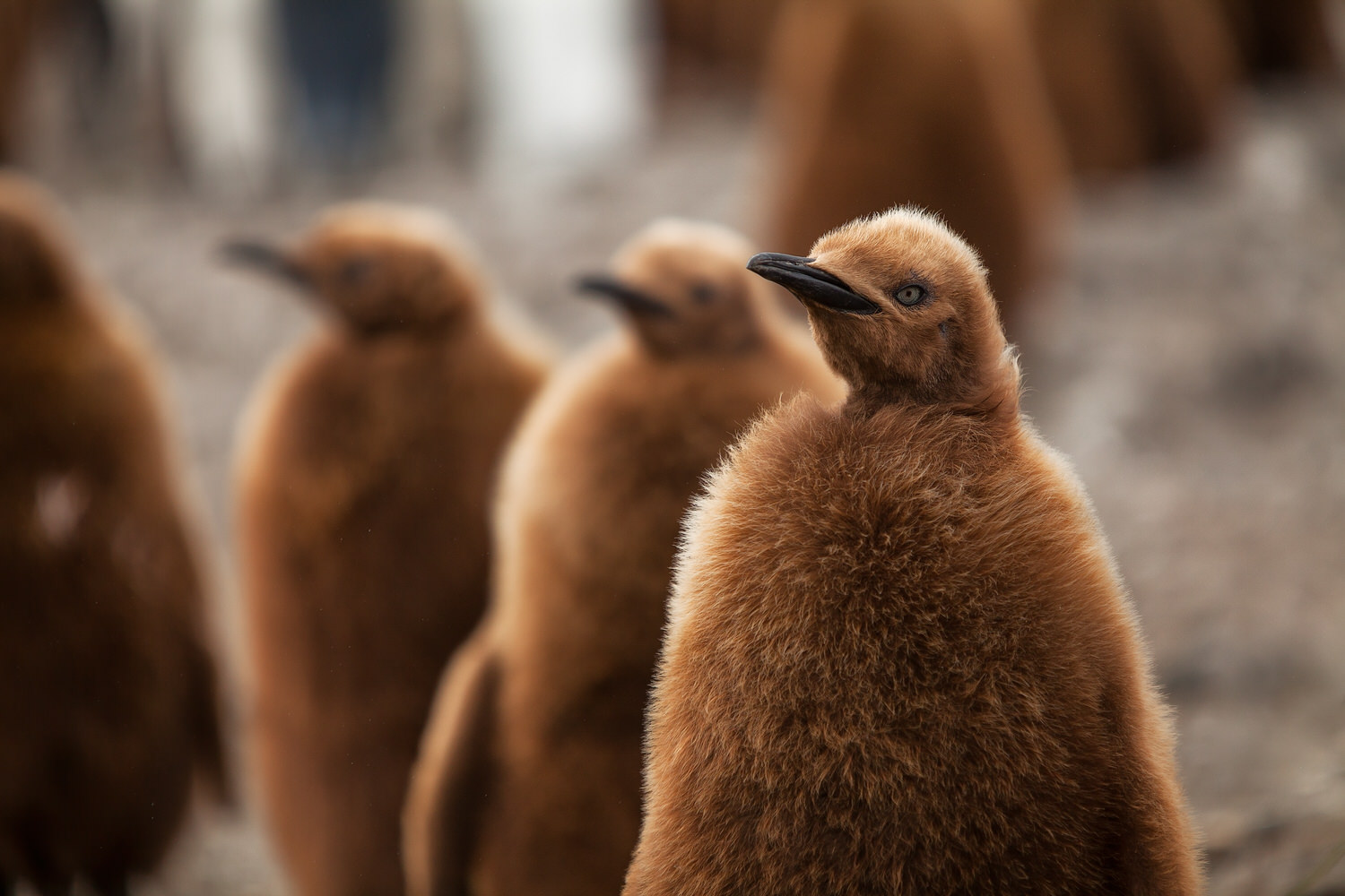 Hungry King penguin chicks , awaiting the return of their parents, on the beach near Salisbury Plain on South Georgia Island . A shallow depth of field encourages the viewers attention back to the primary subject.