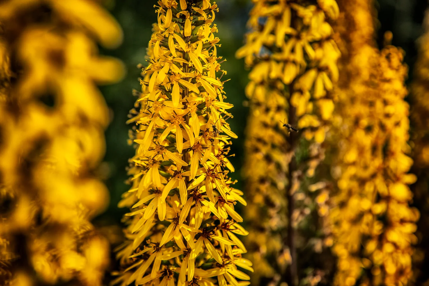 Nature photos of sunlit flowers at the Palace of Versailles, France.
