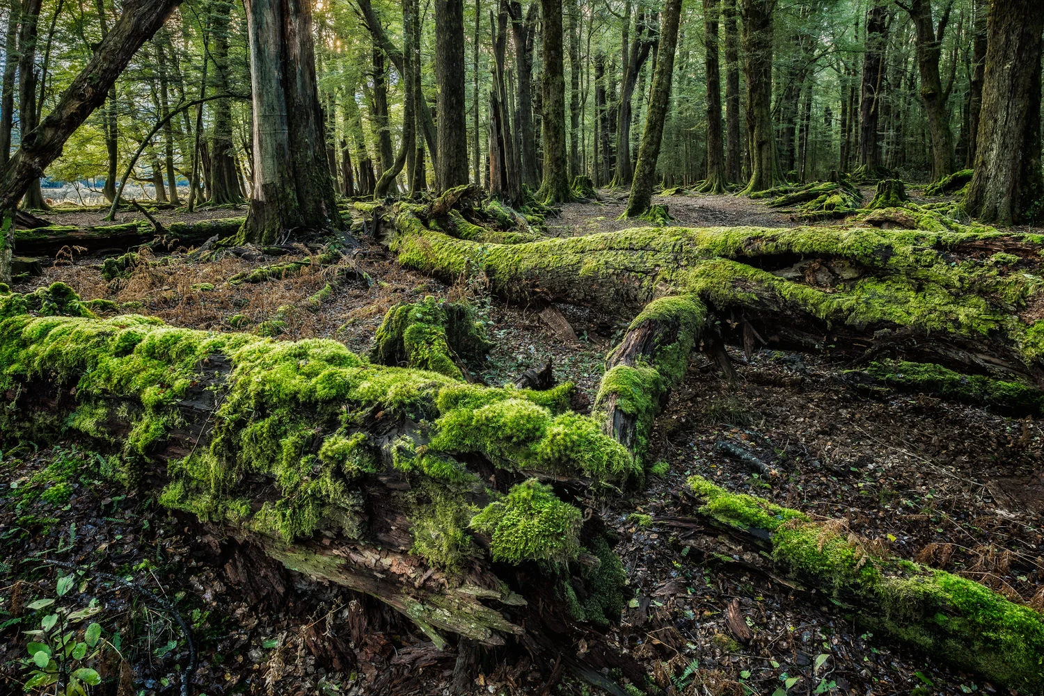 Wide-angle nature photo of moss covered trees at Paradise, New Zealand.
