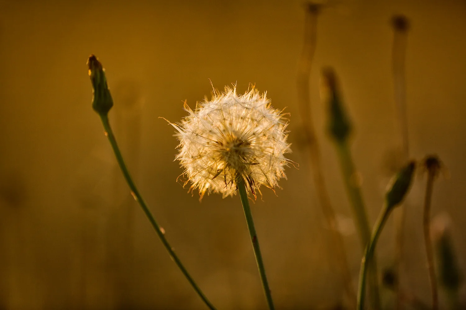 Dandelion, backlit by sunset light, makes for a beautiful nature photo.