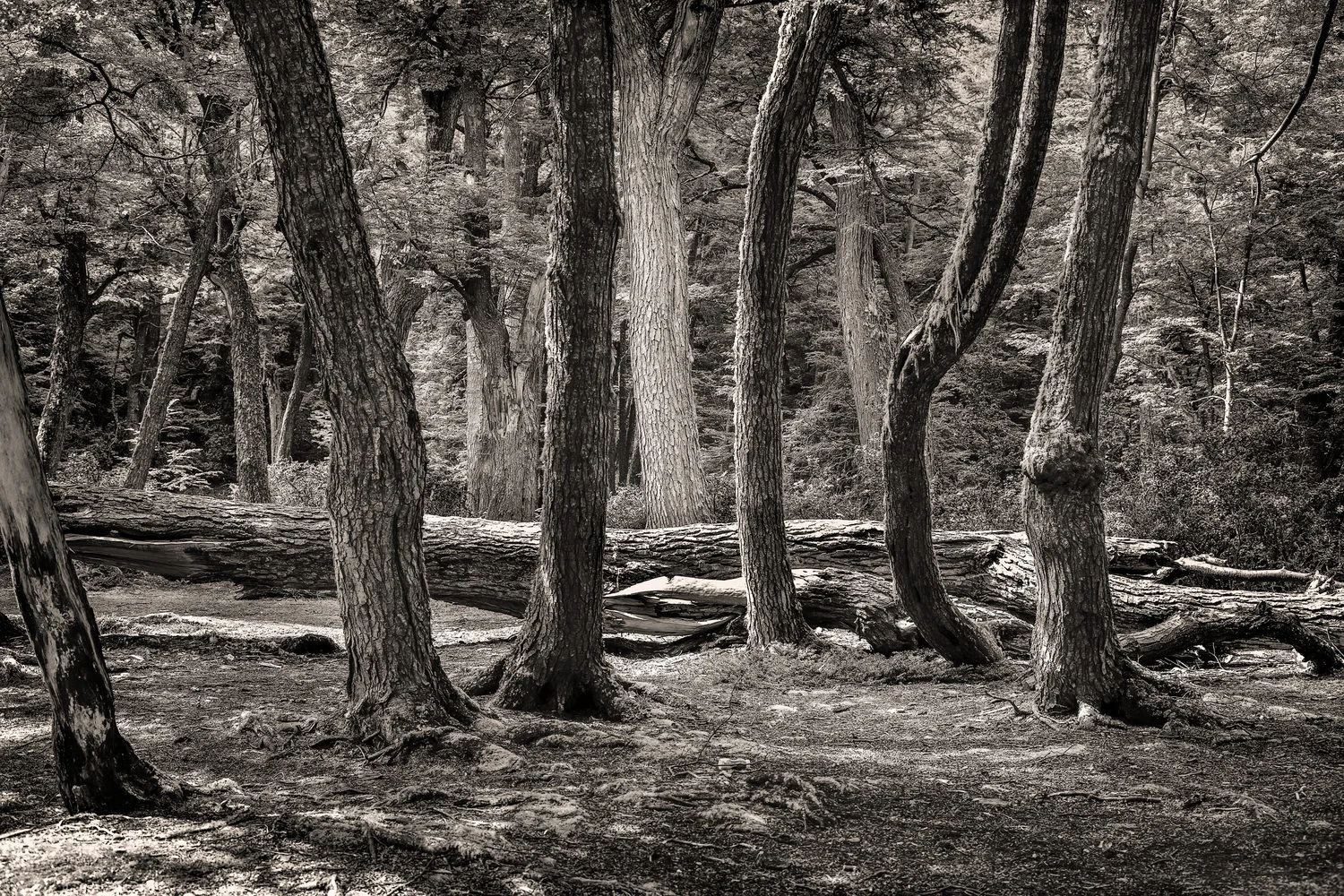 If A Tree Falls In A Forest: The Perceived Reality Of Photos