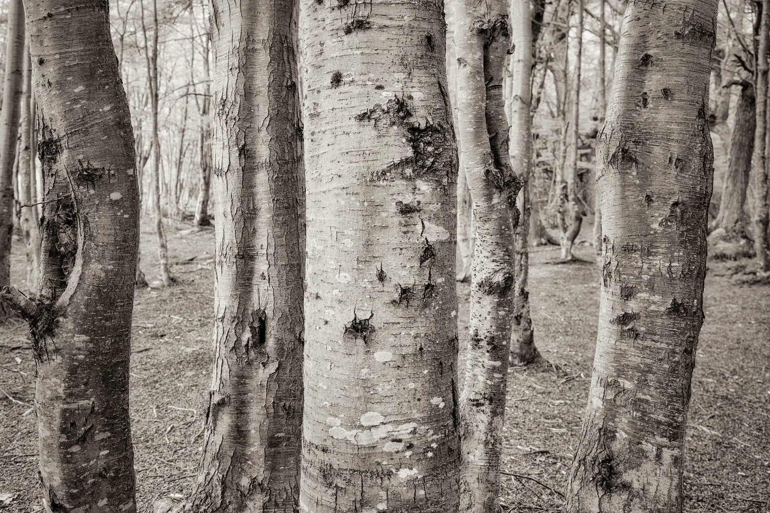 Tree bark in Tierra del Fuego National Park in Argentina.
