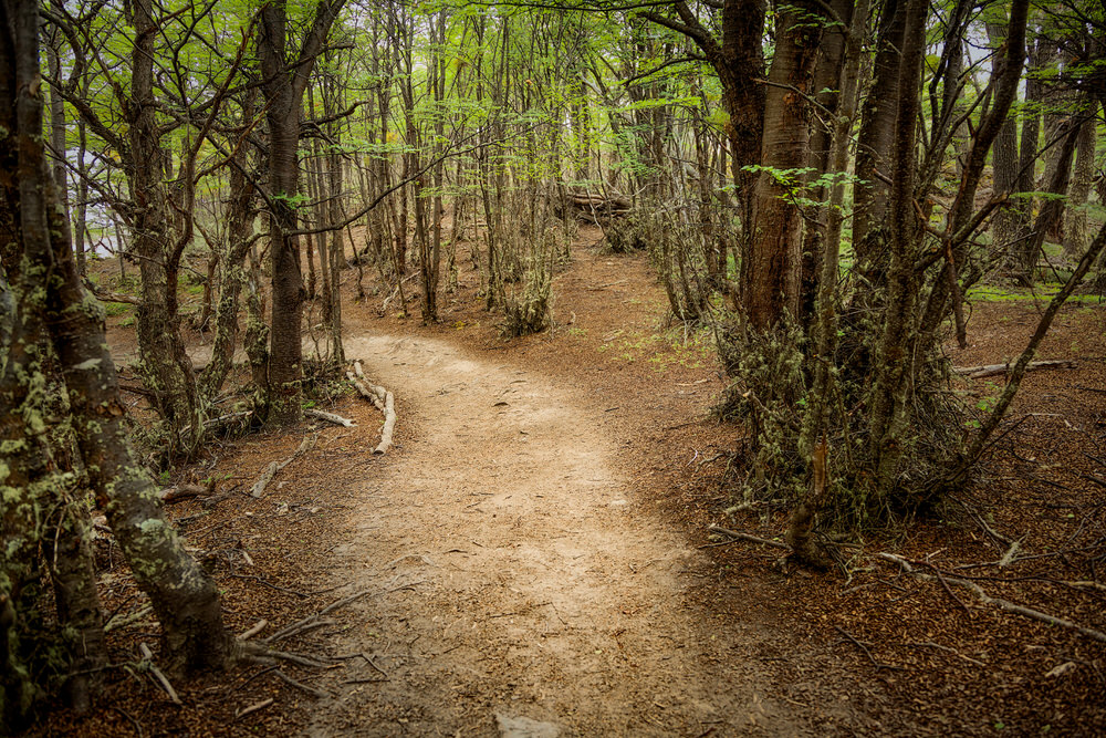 Forest Path, Tierra del Fuego National Park, Argentina