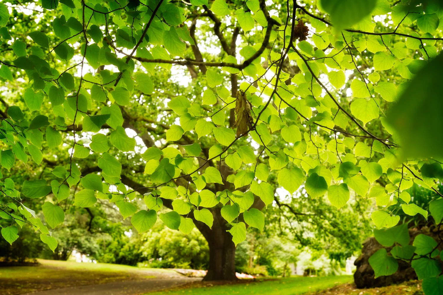 How to take good photos involves camera knowledge, composition and photography skills.