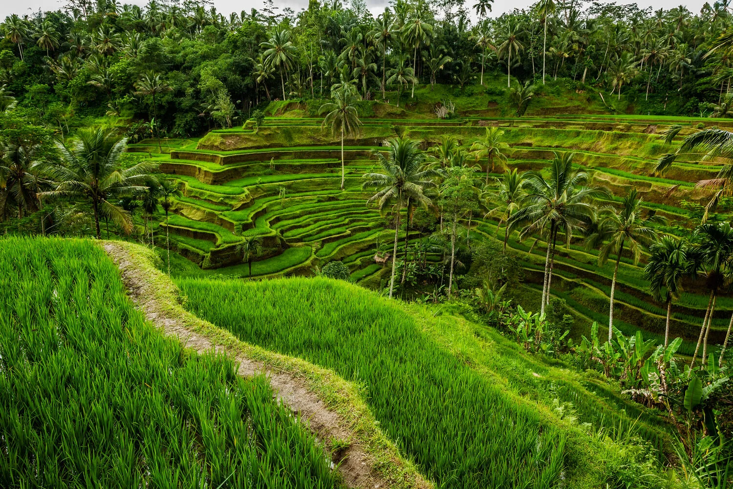 Tegallalang Rice Terrace, Bali suggests how to cultivate a more creative life.