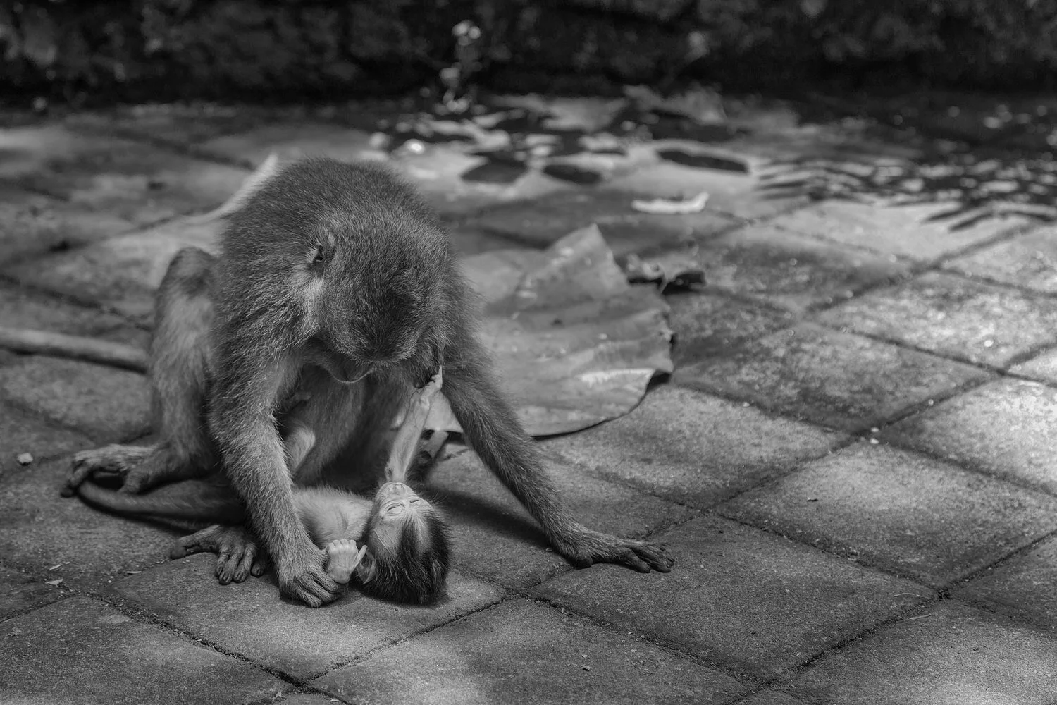 Spectacular Monkey Forest Ubud: How to Enjoy and Stay Safe