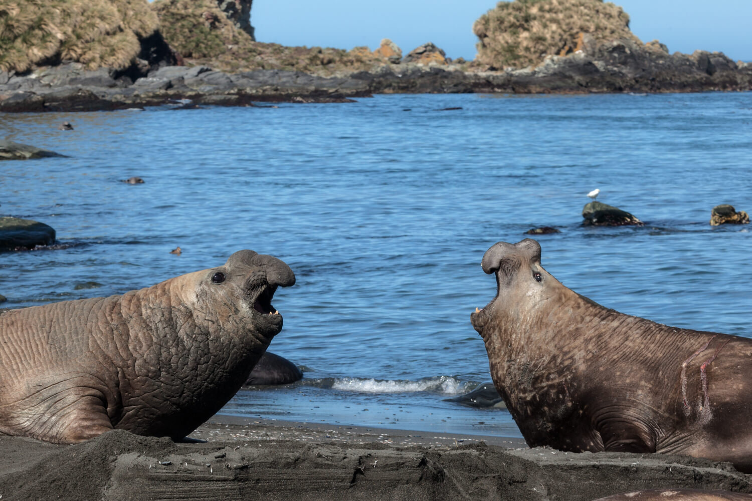 Elephant seal