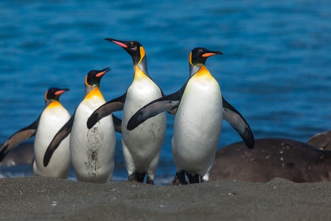 Check out this group of King penguins as they make their way up, out of the ocean, and onto the relative shelter of a beach on South Georgia Island.

Located in the South Atlantic Ocean, South Georgia is a haven for wildlife photographers.

It's also