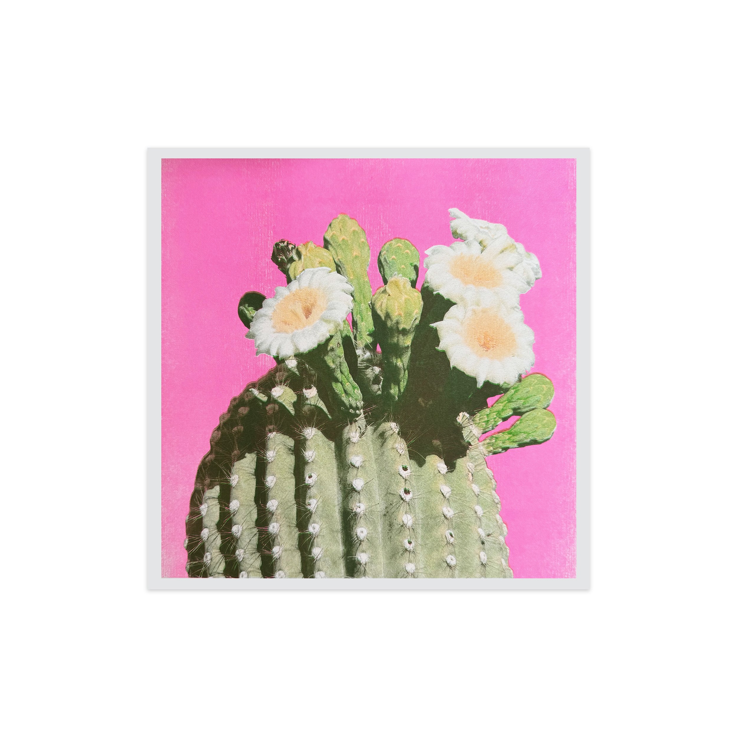 saguaro large square.jpg