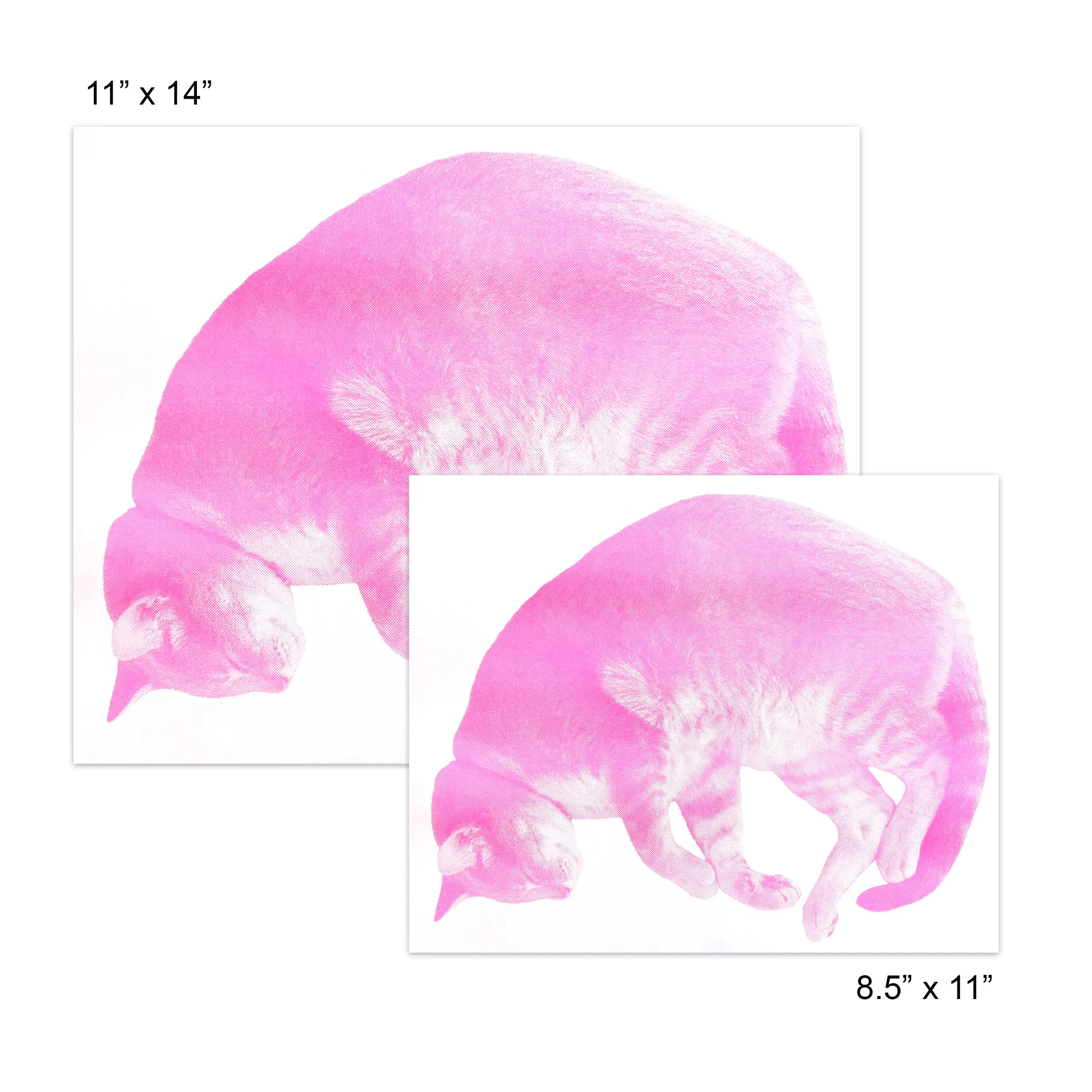 cats dream sizes.jpg