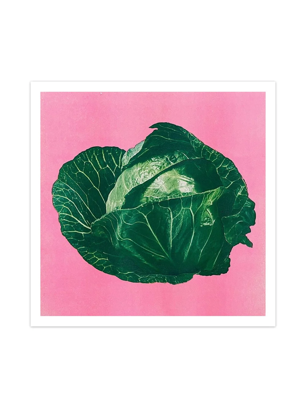 What Color Is Cabbage