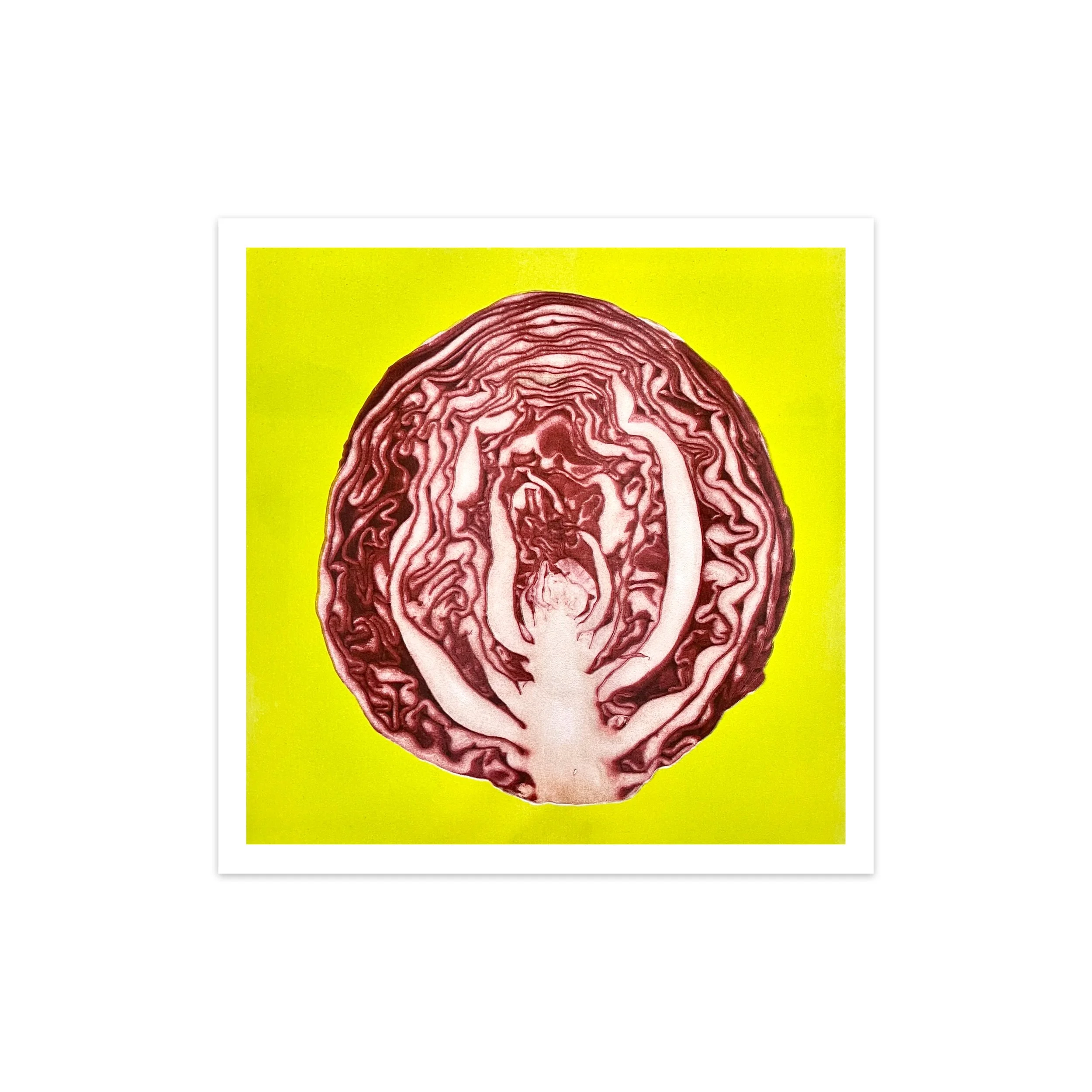 red cabbage large square shadow.jpg