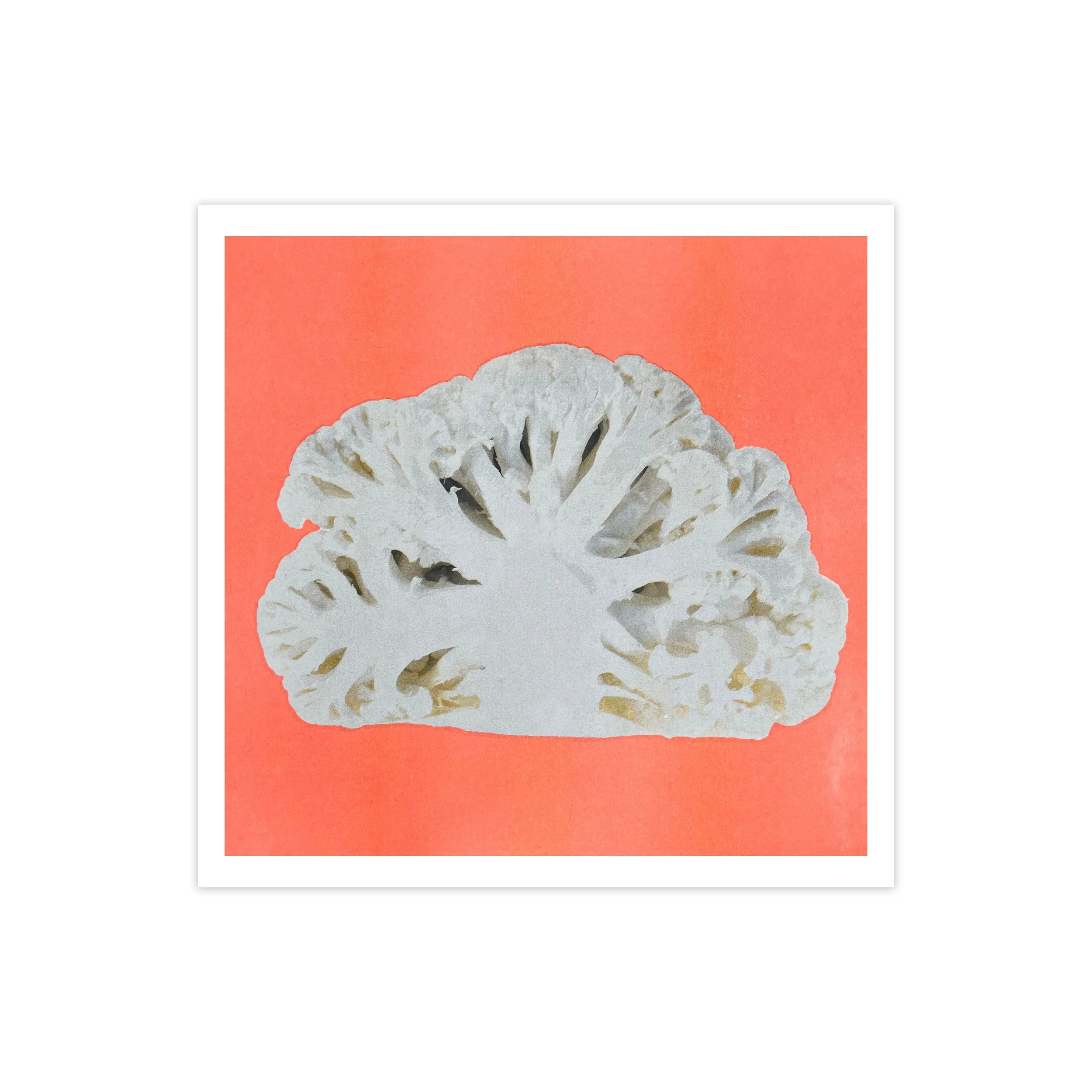 cabbage square drop shadow.jpg