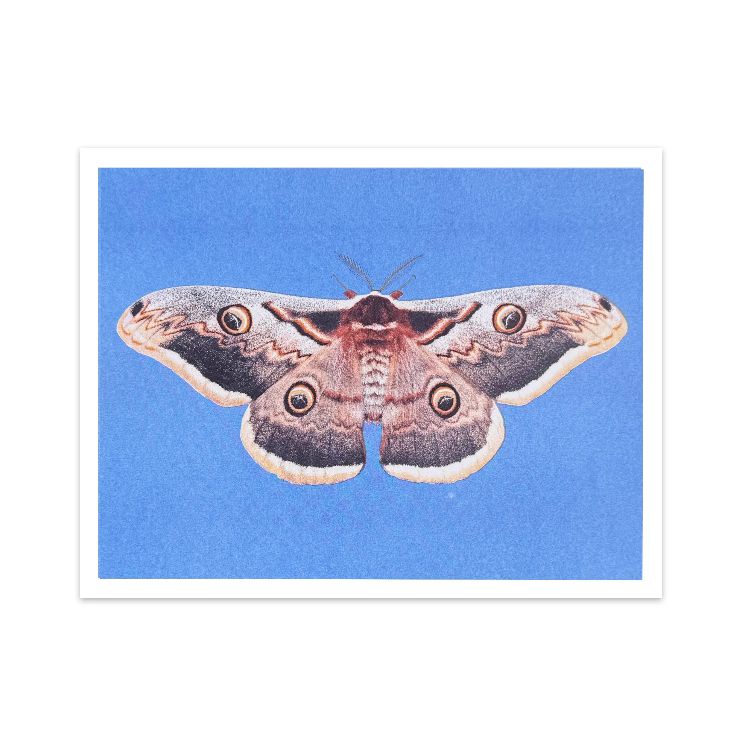 moth brick.jpg
