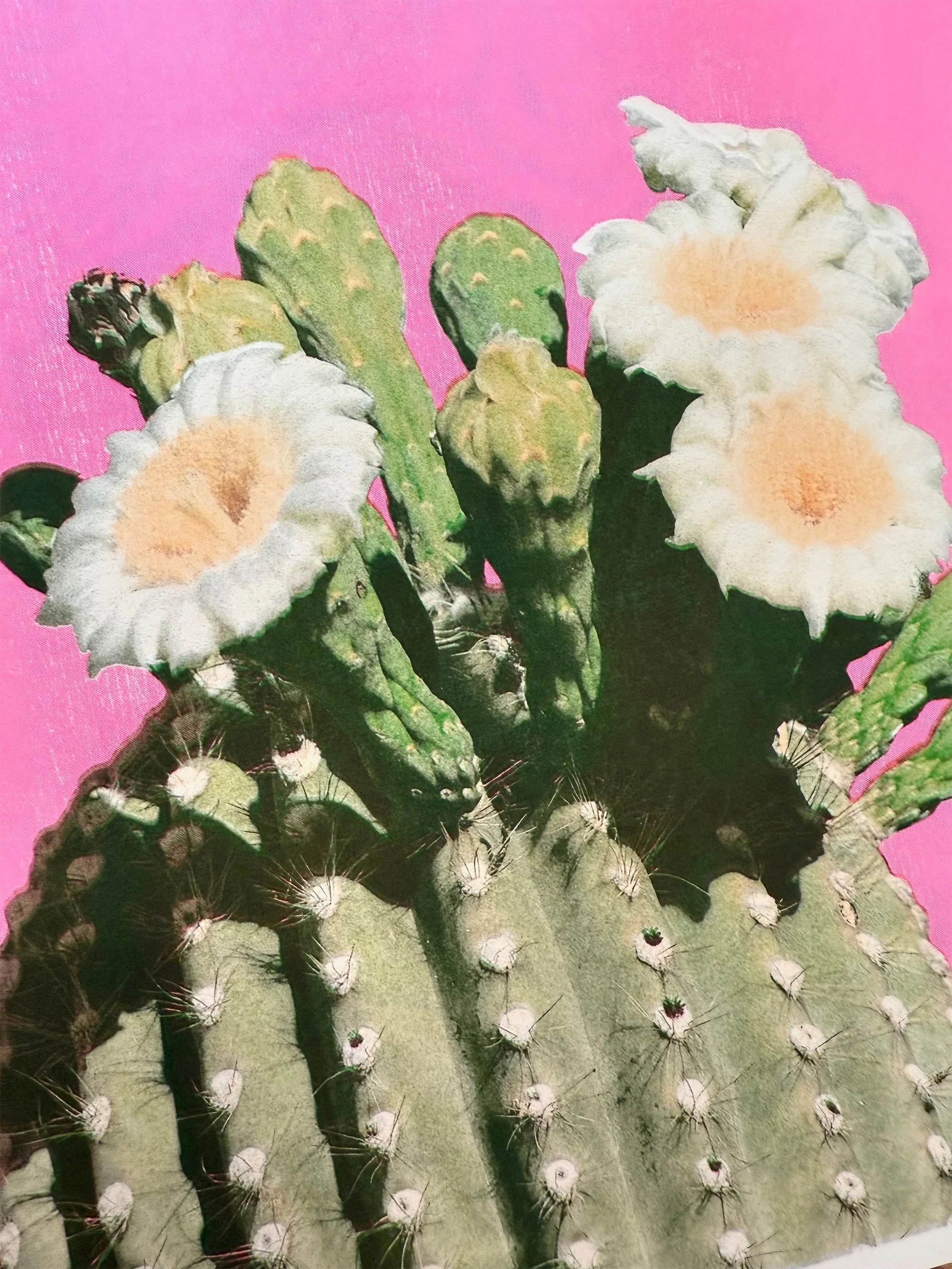 saguaro close up.jpg