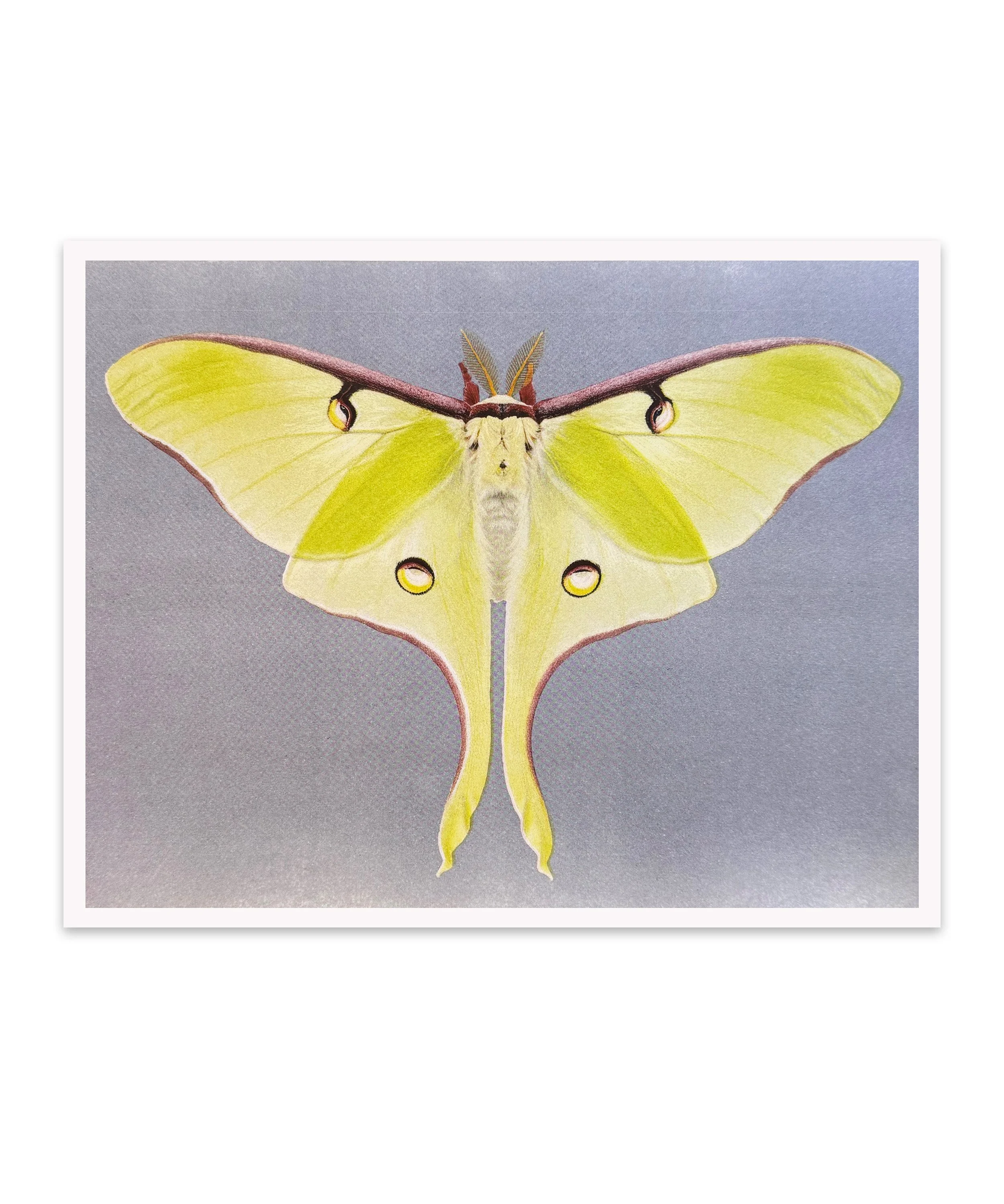luna moth.jpg