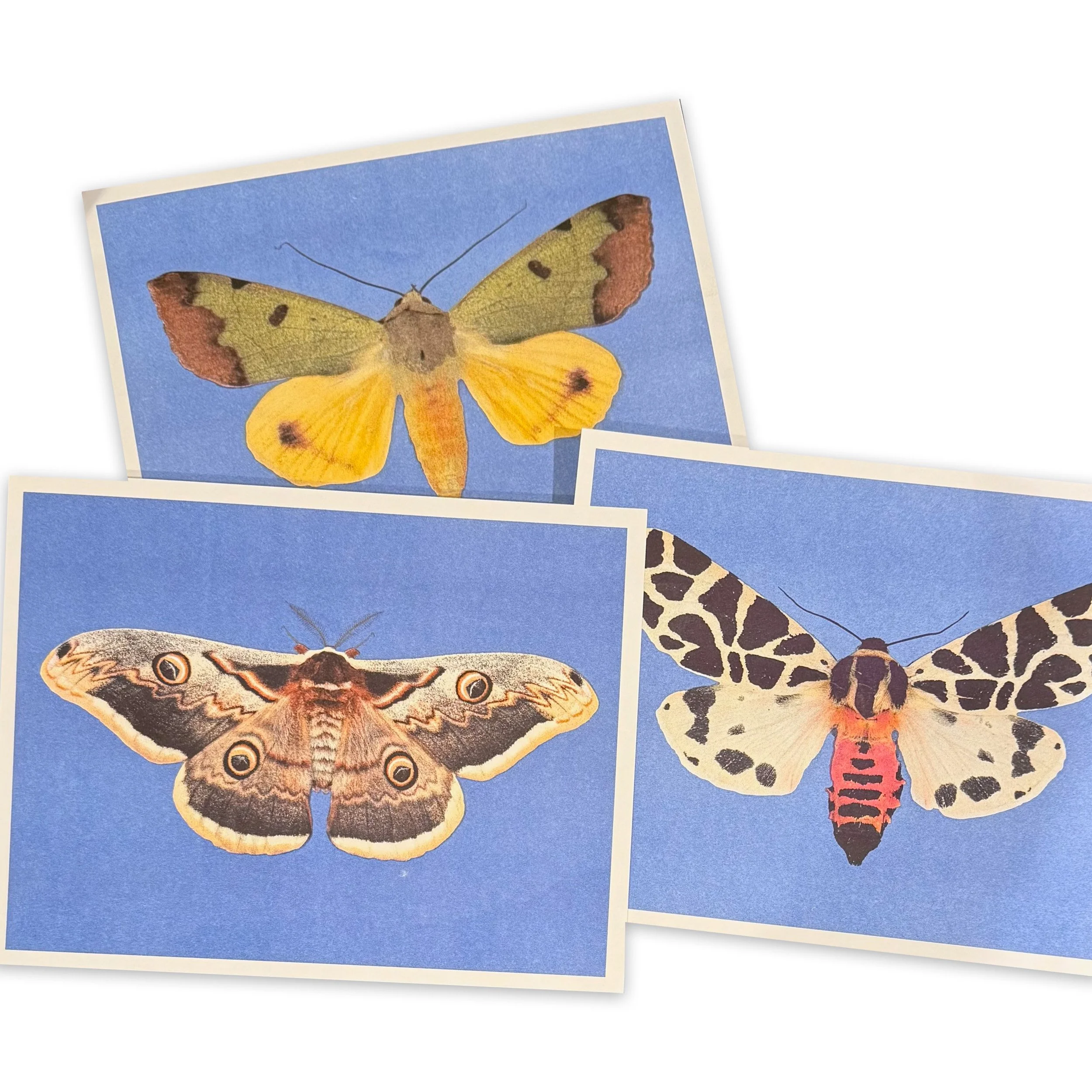 moths three.jpg