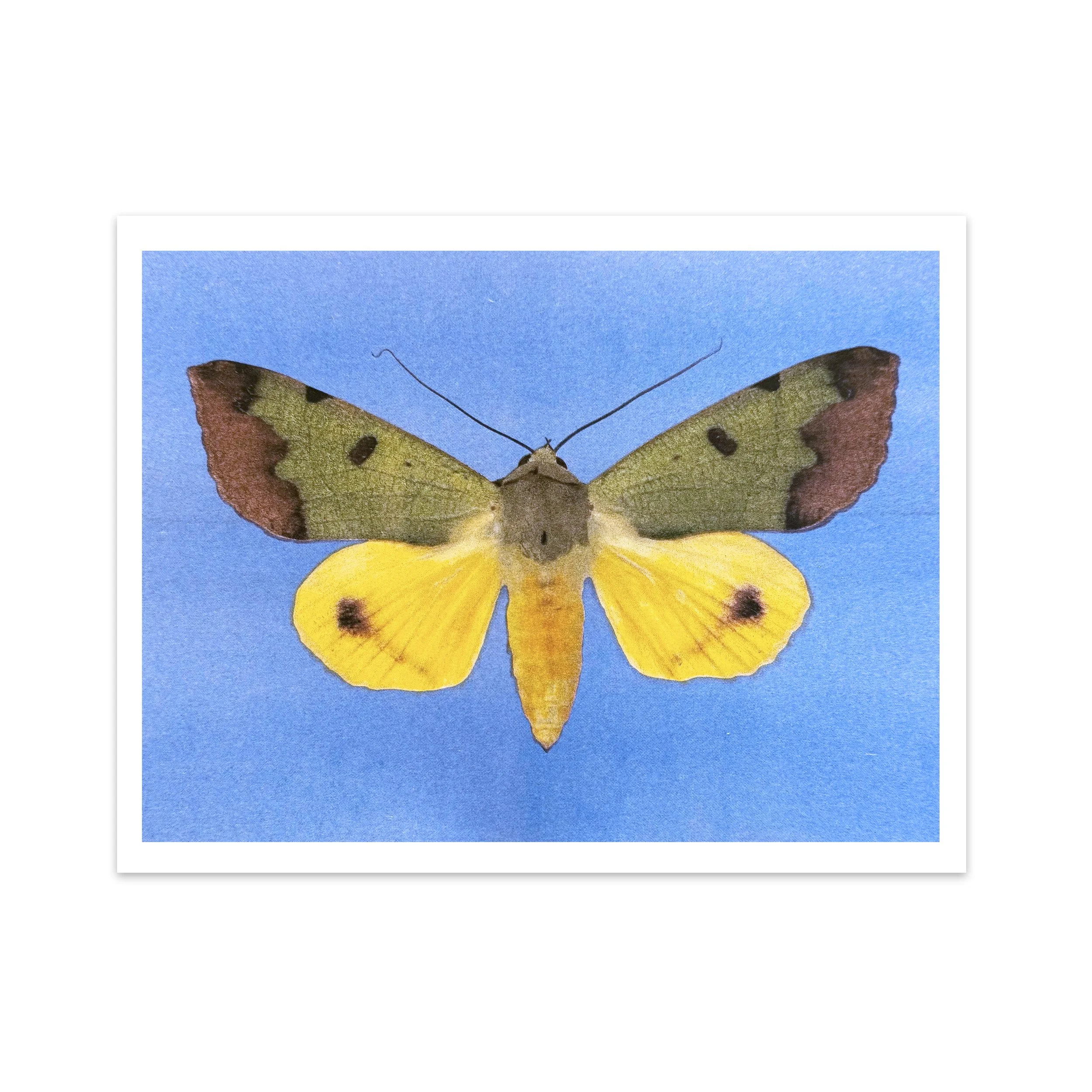 moth green.jpg