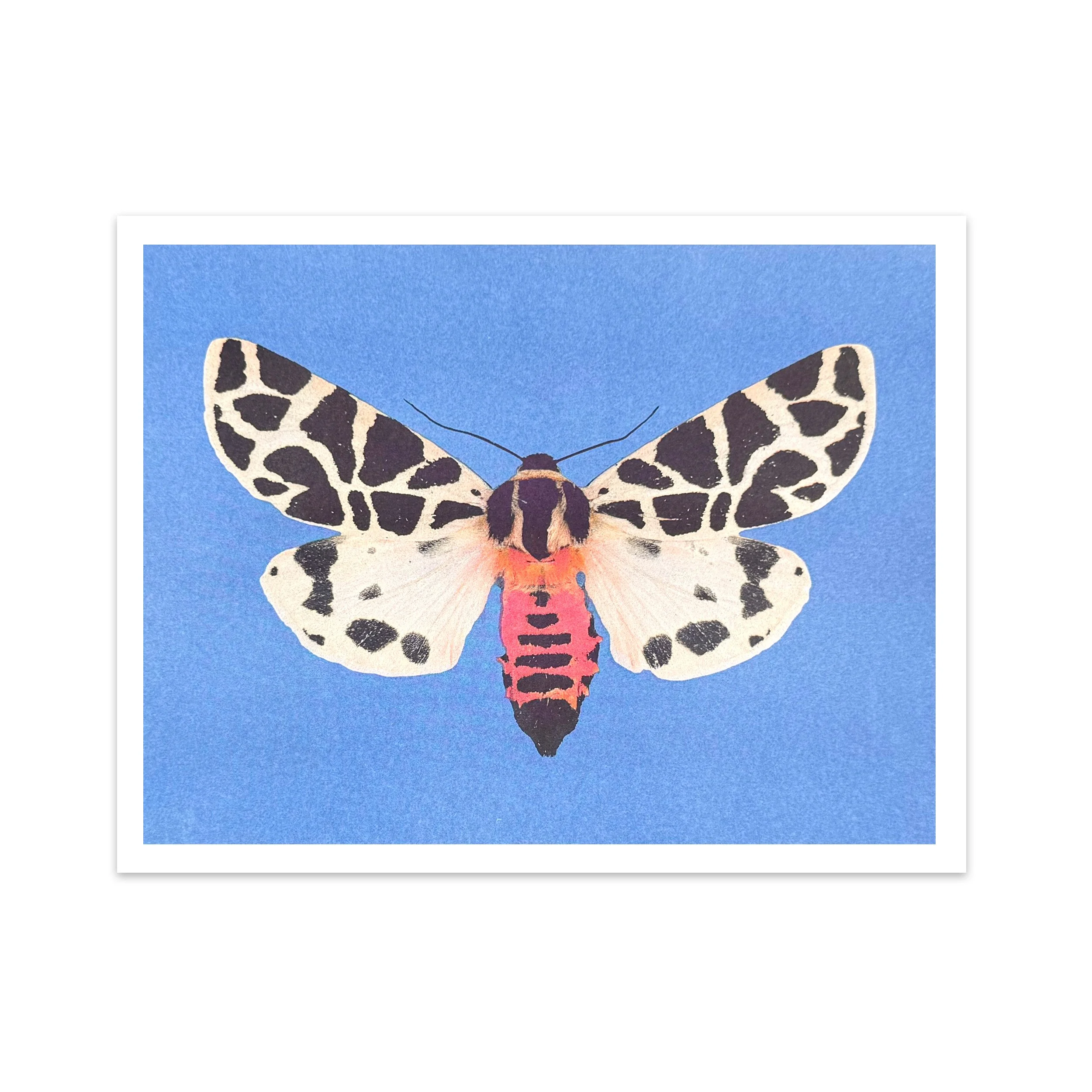 moth pink.jpg