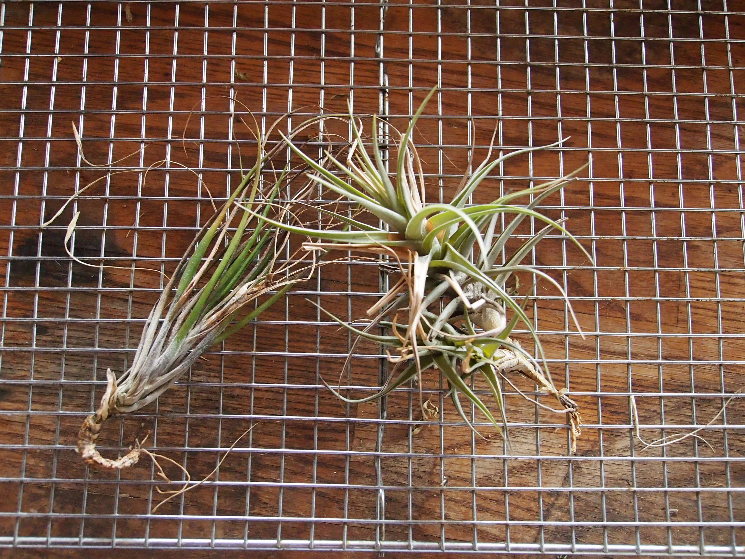Scholium-Wines-Abe-Schoener-Air-Plants.jpg