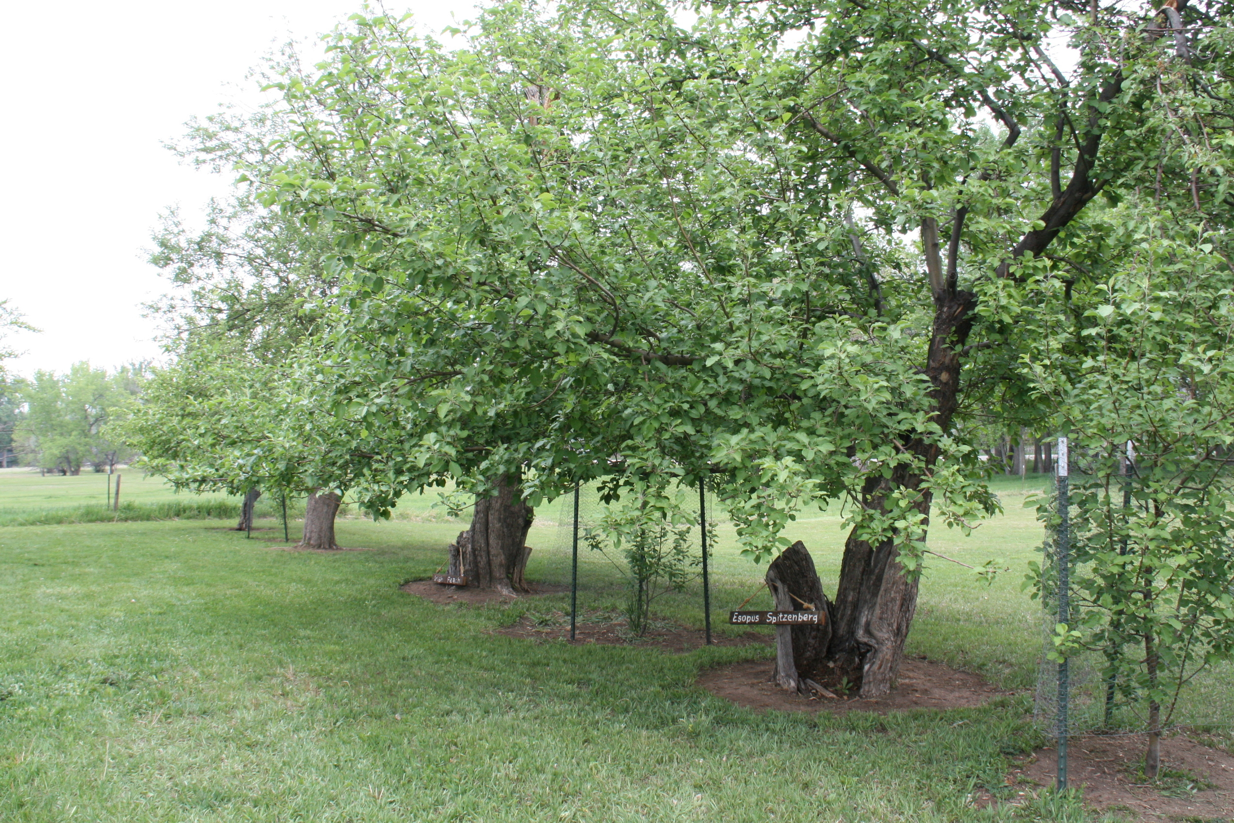  Apple orchard on Water Works grounds. 