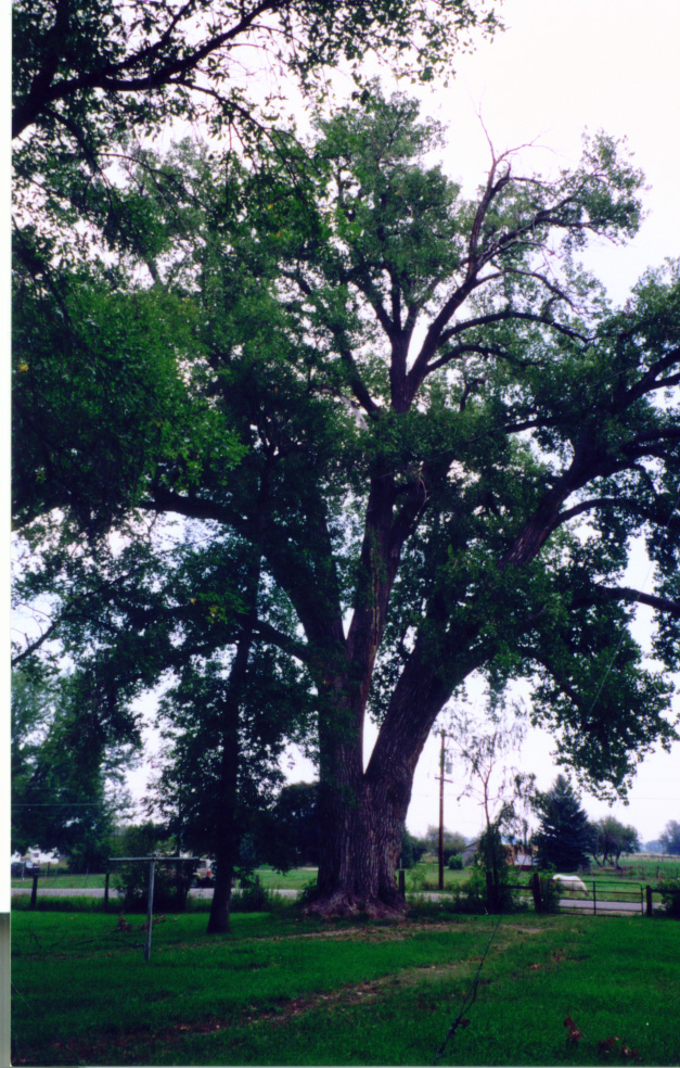  Larimer County's 2nd-largest cottonwood tree is on the Water Works grounds. 