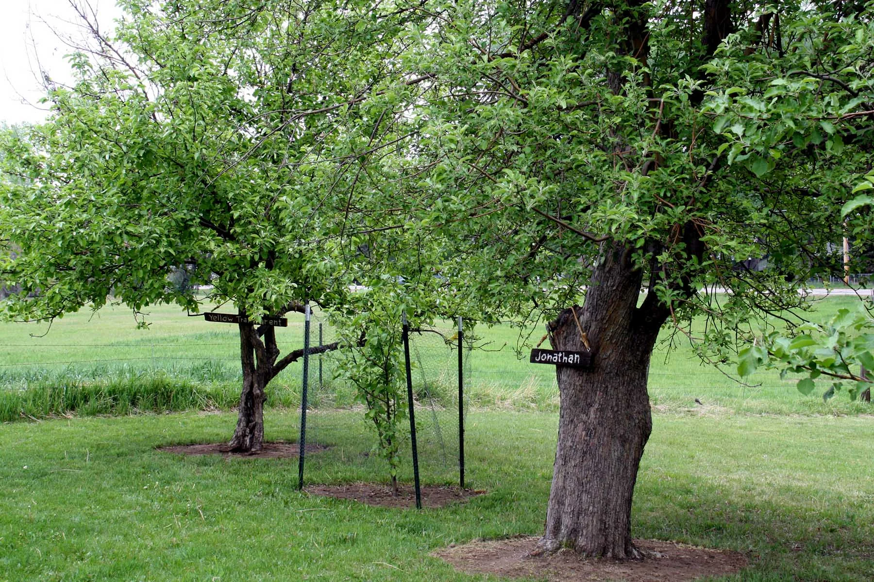 Apple Orchard_Better.JPG