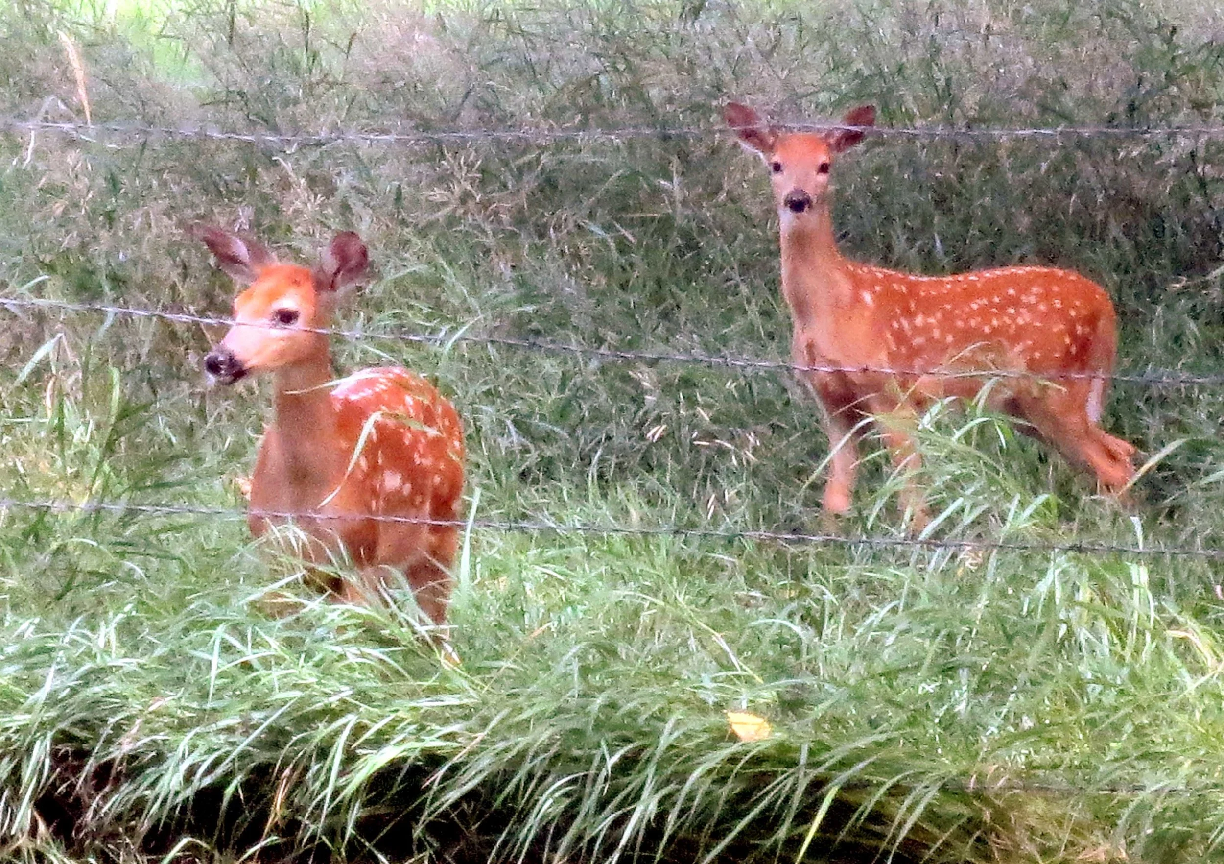 Deer.jpg