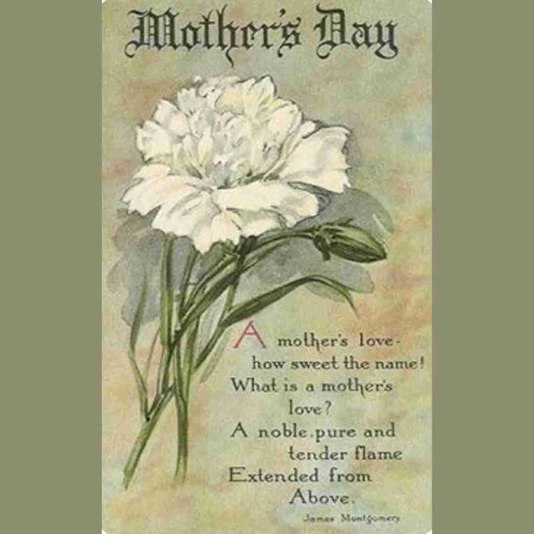 The white carnation is the official flower of Mother's Day because Anna Jarvis&ndash;&ndash;the woman who is credited with founding the holiday&ndash;&ndash;selected it for it had been her own mother's favorite flower. In 1907, Jarvis began a campaig