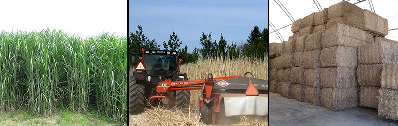 Miscanthus Banner.jpg