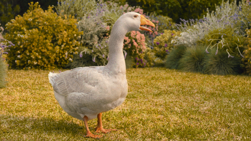 GG_Summer_GooseNod.gif
