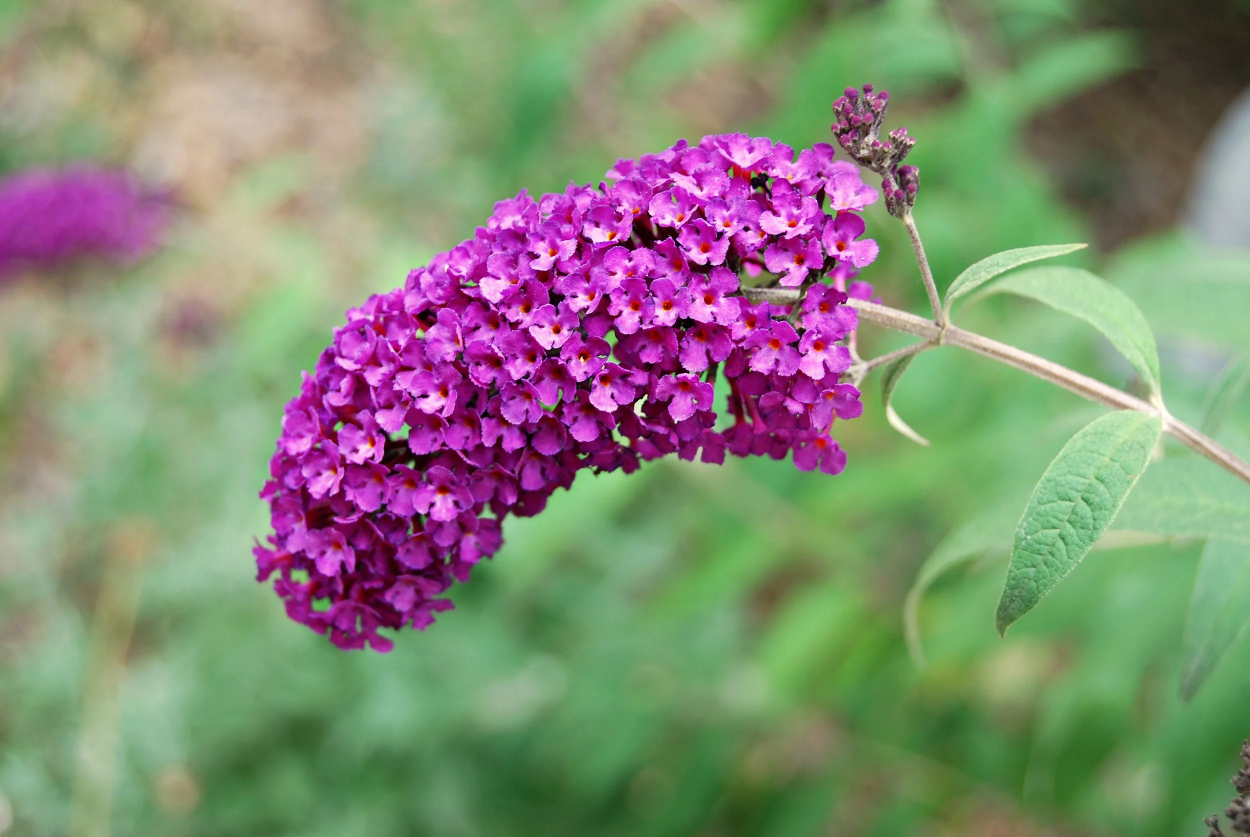 DSC_5132 EDIT .jpg