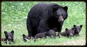 black bear.jpg