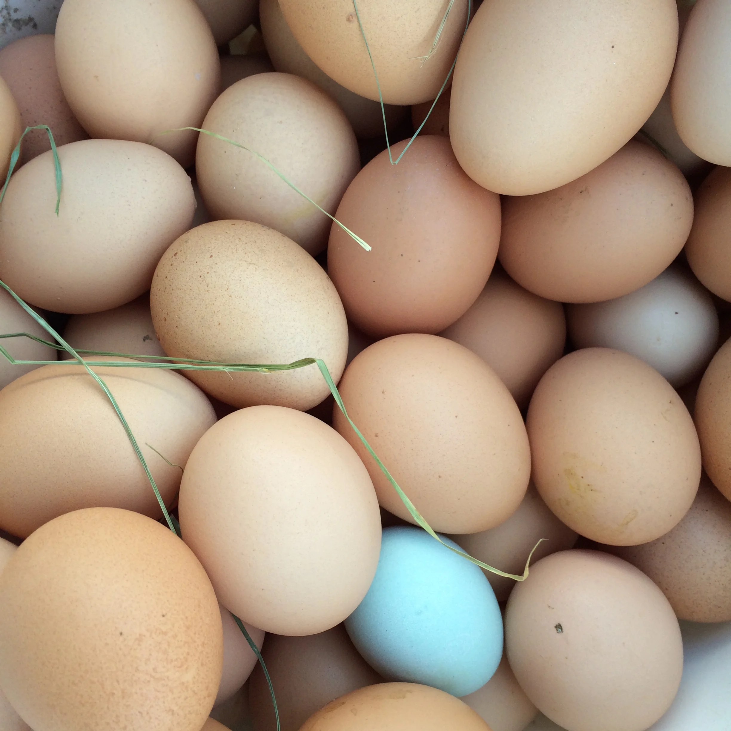 eggs!.jpg