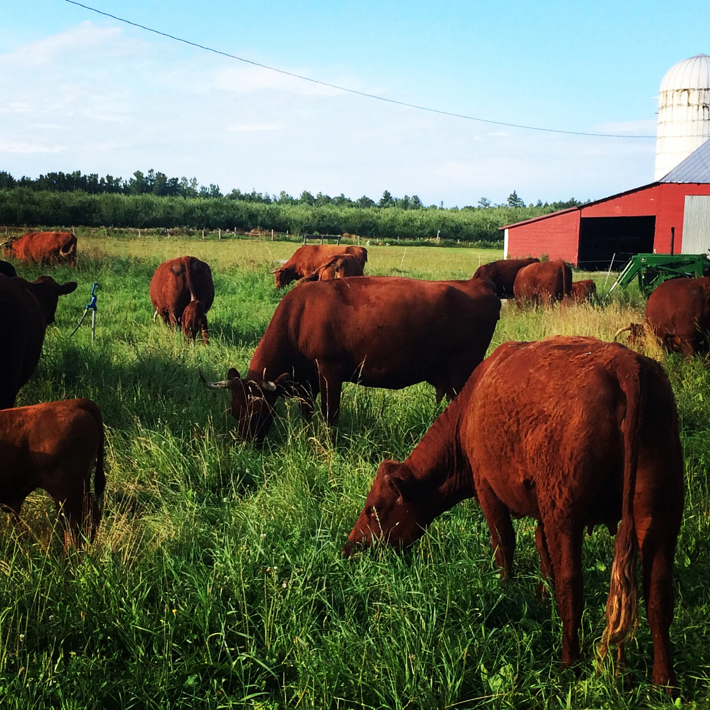 red cows red barn.jpg