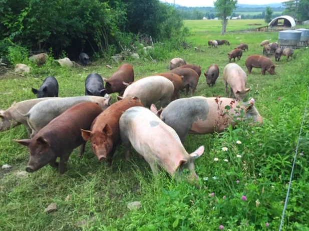 pigs%2Bin%2Bwoods.jpg