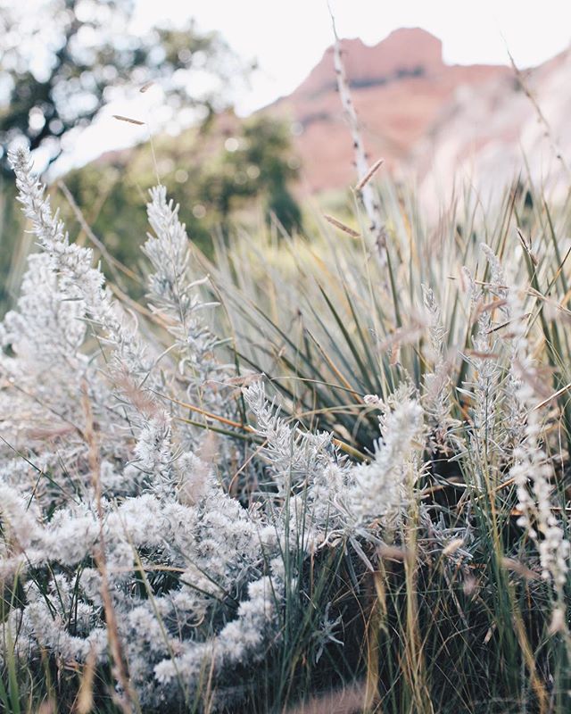 Already dreaming up my next adventure to Colorado. It never disappoints ☺️ these colors and textures speak to my soul and inspire me like nothing else💓✨ #colorado #gardenofthegods #co #adventure #art #inspiration #color #dscolor #landscape #photogra