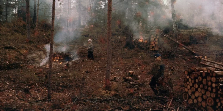 Ensimmäisen mökkipaikan raivausta 50-luvun loppupuolella.