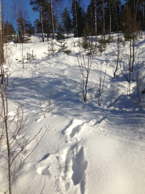 Hirven jälkiä.