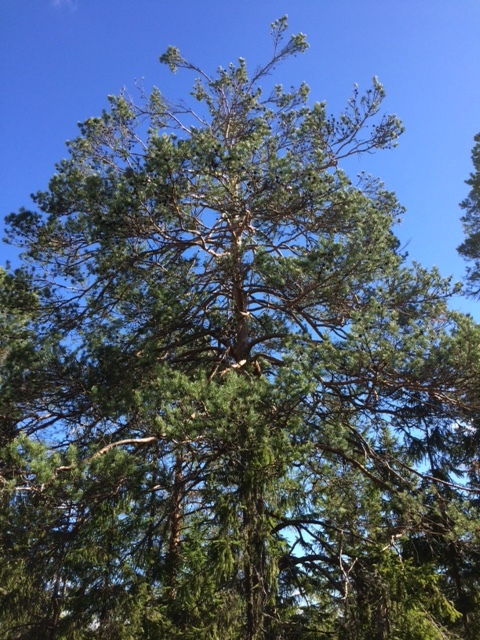 Metson syömäpuu.