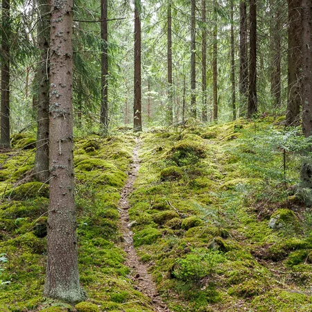 Metsämaisema_Råmossa Lodge.jpg