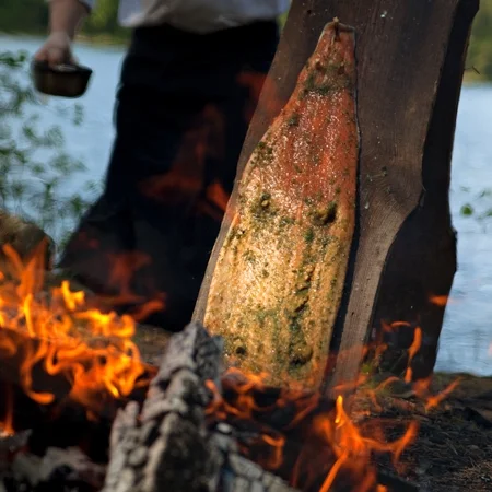Cooking salmon on an open fire, wilderness cooking Råmossa Lodge
