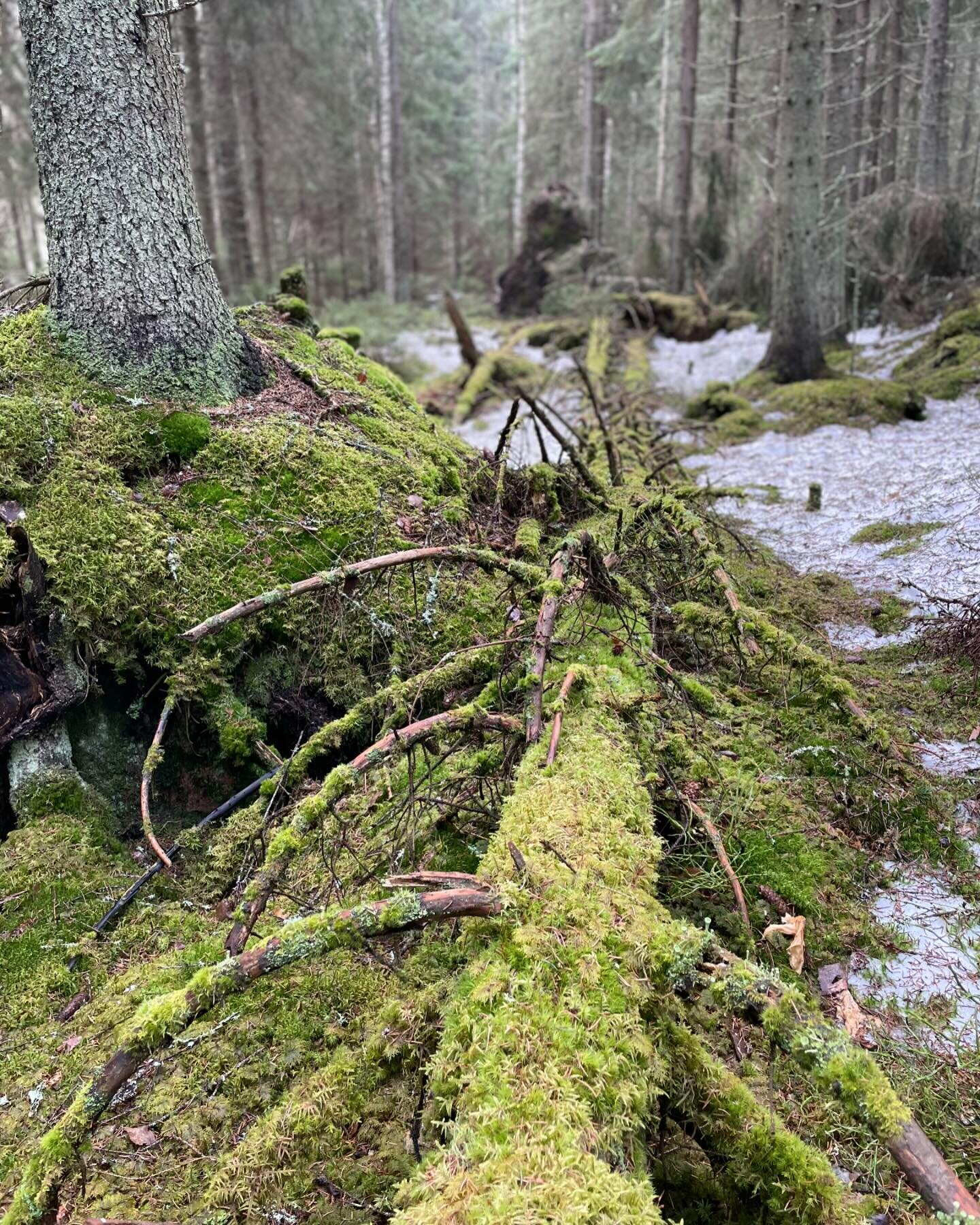 Luonto sulattelee j&auml;&auml;n  ja lumen. Kev&auml;t on saapunut mets&auml;&auml;n 🌲

The forest is ready for the springtime 🌲

#kokouspaikka
#johtoryhm&auml;kokous
#vastuullinenmatkailu 
#kokousluonnossa
#meetings
#visitporvoo
#meetinporvoo