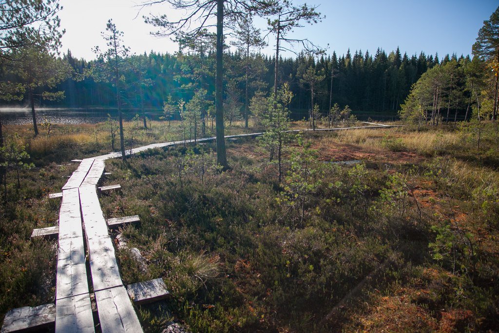 Råmossa pitkospuut syksy.jpg