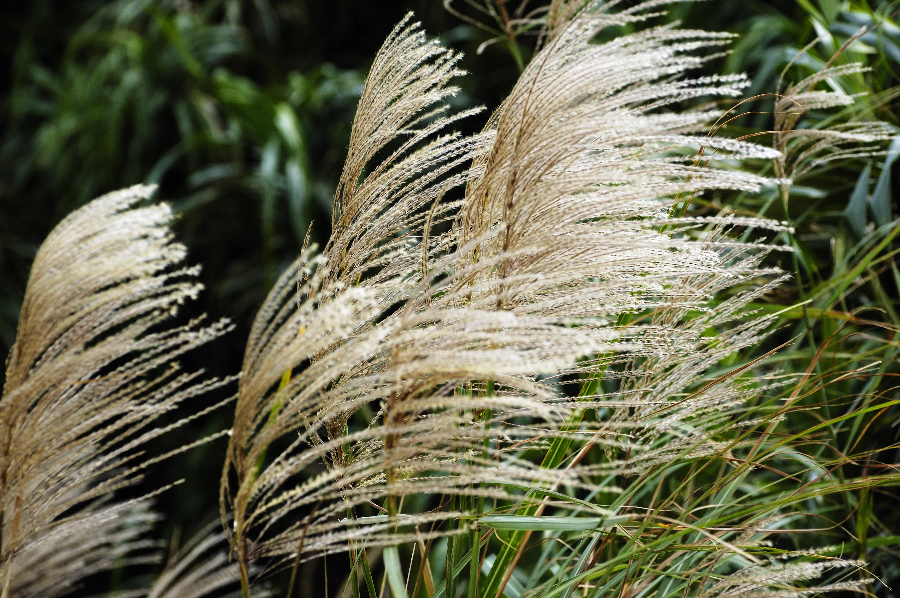 Autumn and grasses